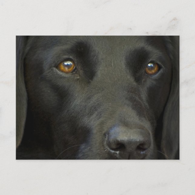 Black Labrador Hund Vykort (Framsida)