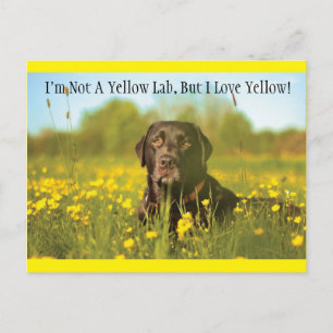 Black Labrador Hund vykort
