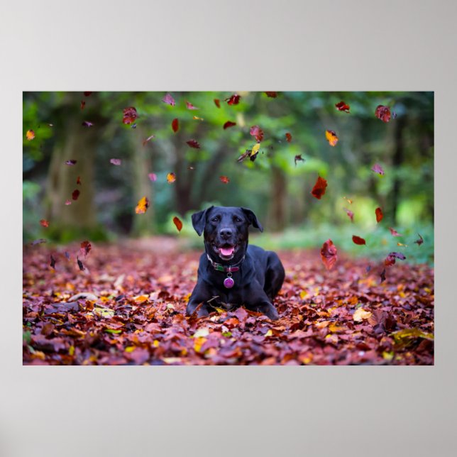 Black Labrador i Höst löv Poster (Framsidan)
