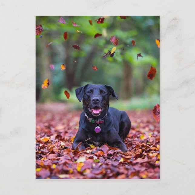 Black Labrador i Höst löv Vykort (Framsida)