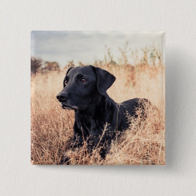 Black Labrador i torrgräs Knapp (Framsida)
