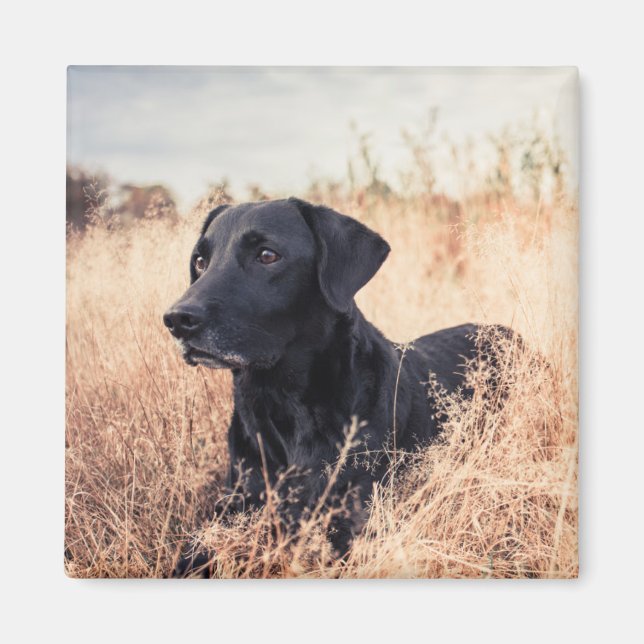Black Labrador i torrgräs Magnet (Framsidan)