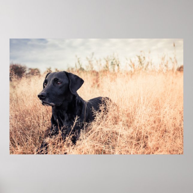 Black Labrador i torrgräs Poster (Framsidan)