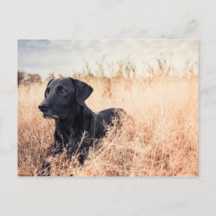 Black Labrador i torrgräs Vykort