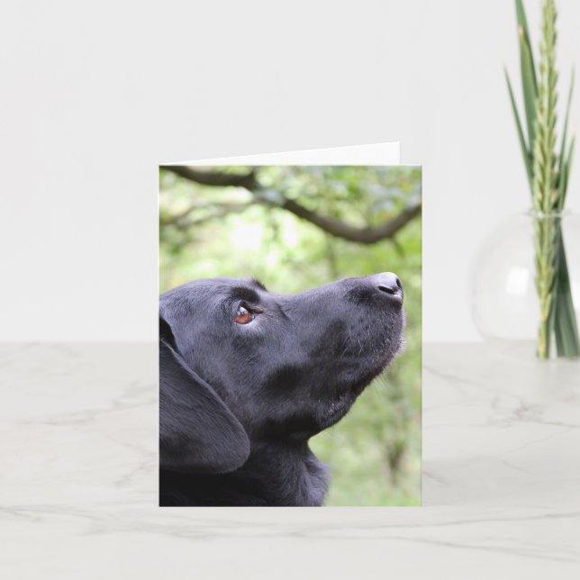 Black Labrador Kort (Framsida)
