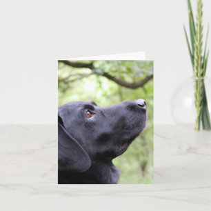 Black Labrador Kort