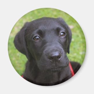 Black Labrador Magnet