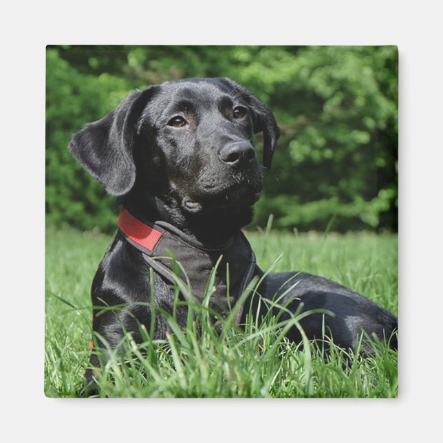 Black Labrador Magnet (Framsidan)