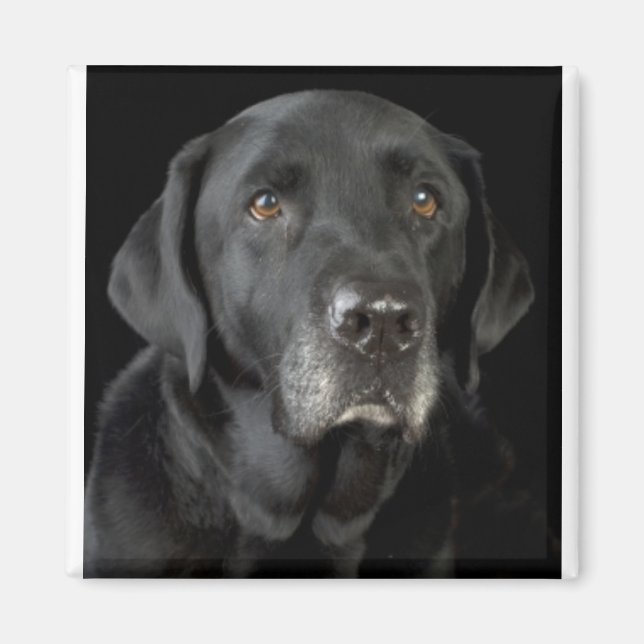 Black Labrador Magnet (Framsidan)