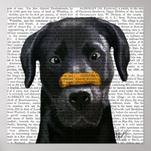 Black Labrador med ben på näsa Poster