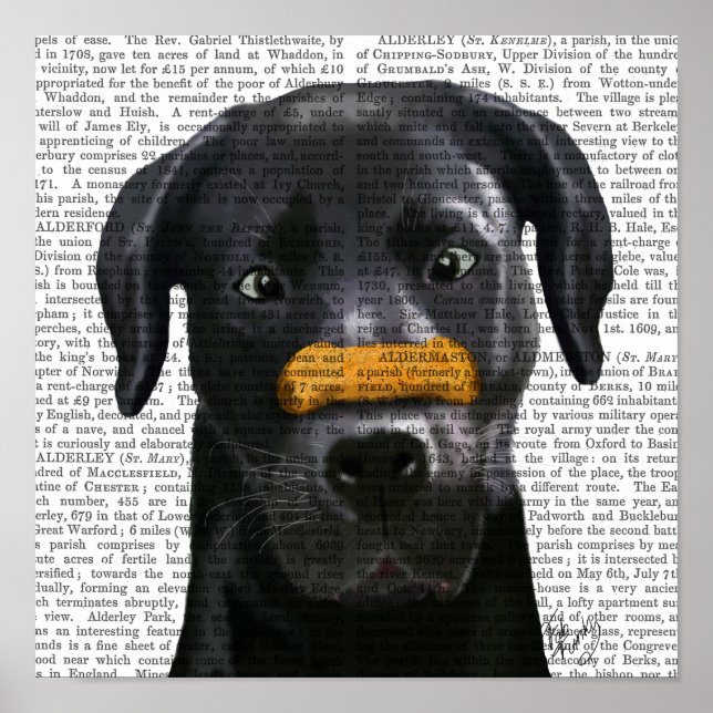 Black Labrador med ben på näsa Poster (Framsidan)