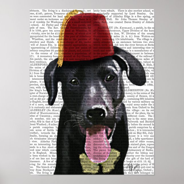 Black Labrador med Fez Poster (Framsidan)