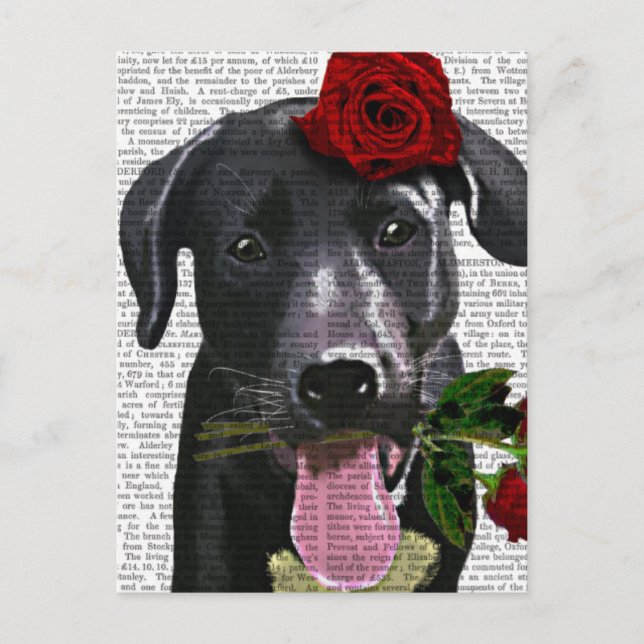 Black Labrador med Ro Vykort (Framsida)