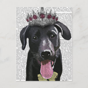 Black Labrador med Tiara Vykort