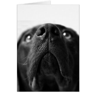 Black Labrador näsa nära Hälsningskort