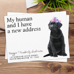 Black Labrador Ny adress Hund Flytta Announement Vykort<br><div class="desc">Min människa och jag har en Ny adress! Låt din bästa vän meddela din rörelse med detta söta och roliga reklamkort för flytta av sällskapsdjur. Anpassa namn från hund eller katten, och din ny adress. Detta svarta meddelande om flytta på arbetsmarknaden och hund är ett måste för alla älskare och...</div>