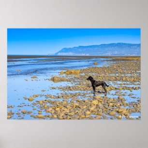 Black Labrador på Beach Poster