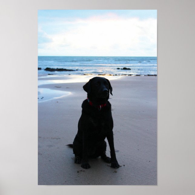 Black Labrador på stranden Poster (Framsidan)