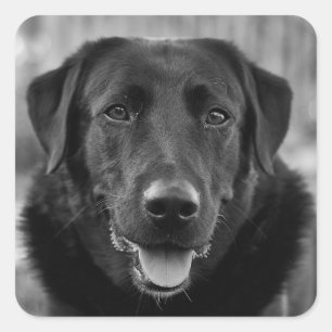 Black Labrador Photo Pet Hund Fyrkantigt Klistermärke