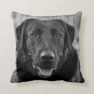Black Labrador Photo Pet Hund Kudde