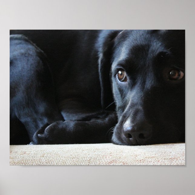 Black Labrador Poster (Framsidan)
