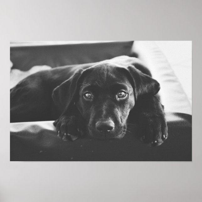 Black Labrador poster (Framsidan)