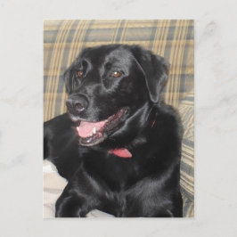 Black Labrador-postkort Vykort