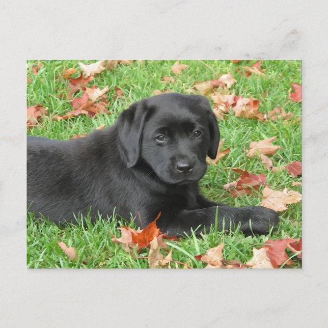 Black Labrador Puppy Autumn - Cute Hund Svart lab Vykort (Framsida)