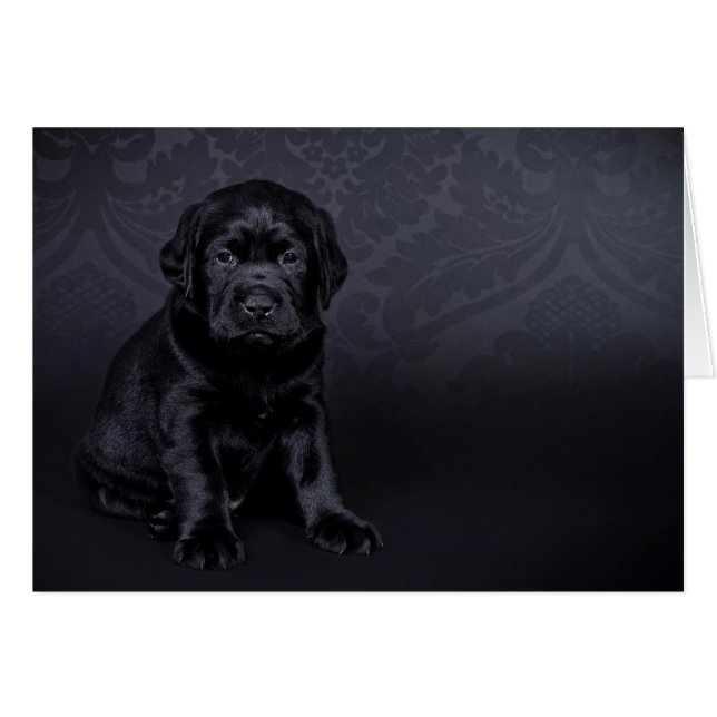 Black Labrador puppy Hälsningskort (Framsidan Horizontal)