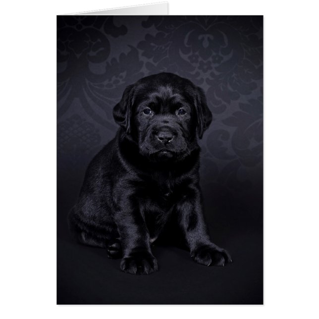 Black Labrador puppy Hälsningskort (Framsidan)