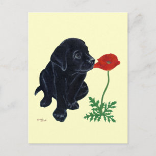 Black Labrador Puppy Vykort