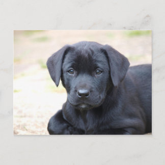 Black Labrador Puppy-vykort Vykort