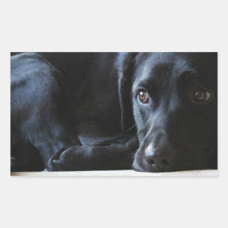 Black Labrador Rektangulärt Klistermärke