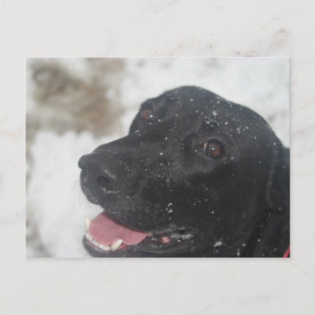 Black Labrador Retreiver-profil i Winter Postca Vykort (Framsida)
