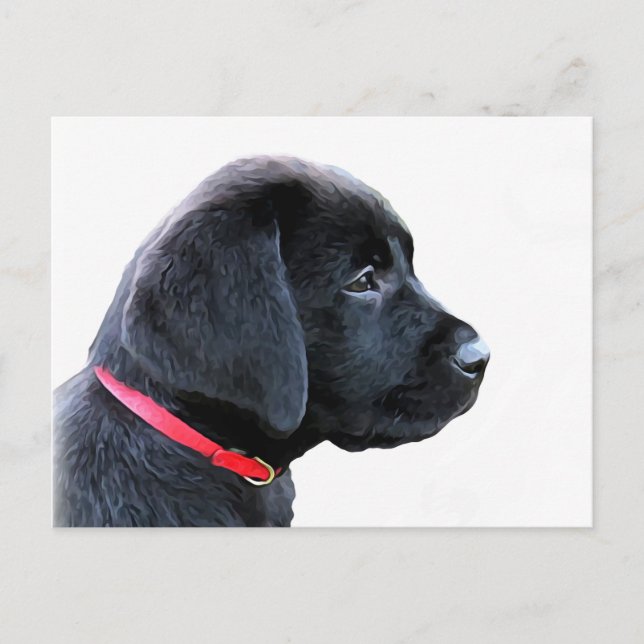 Black Labrador Retriever Cute Puppy - Svart lab Vykort (Framsida)