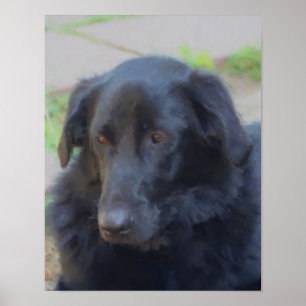 Black Labrador Retriever Expressive Ögon Hund Art Poster