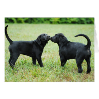 Black Labrador Retriever Hälsningskort