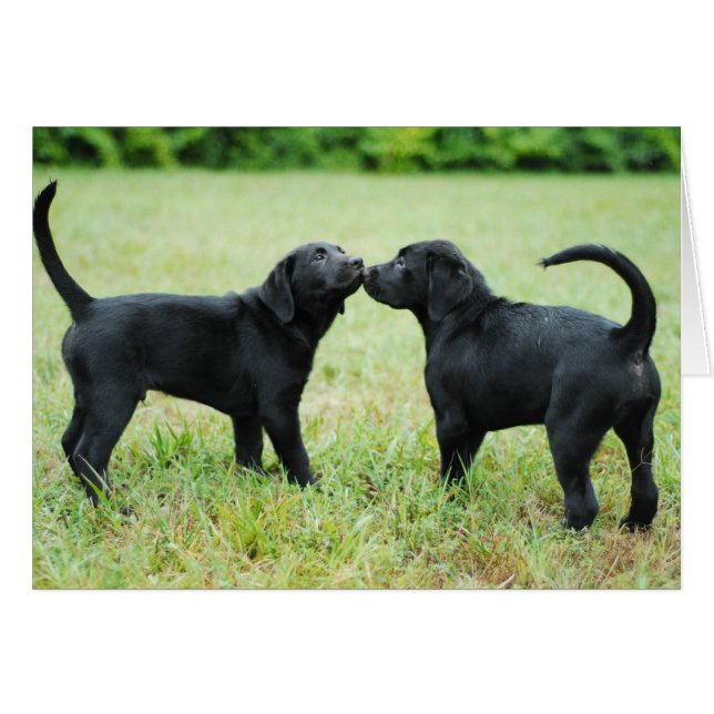Black Labrador Retriever Hälsningskort (Framsidan Horizontal)