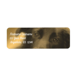 Black Labrador Retriever Hund Adress Returadress Etikett