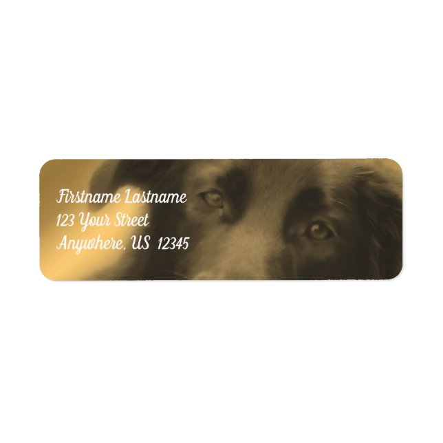 Black Labrador Retriever Hund Adress Returadress Etikett (Framsidan)