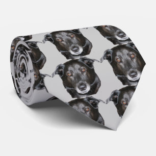 Black Labrador Retriever Hund Ansikte Slips