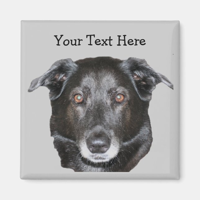 Black Labrador Retriever Hund Magnet (Framsidan)