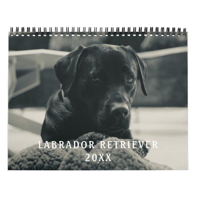 Black Labrador Retriever Hund Pet Photo Kalender (Omslag)