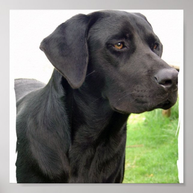 Black Labrador Retriever Hund Poster Skriv ut (Framsidan)