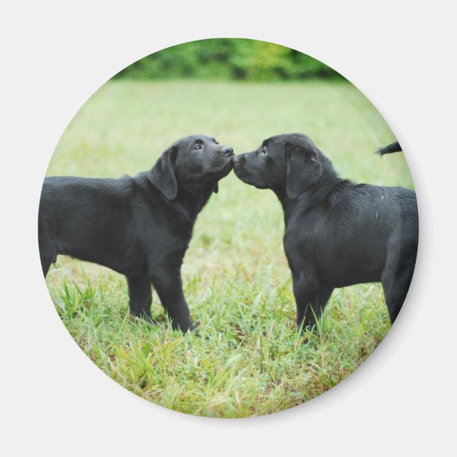 Black Labrador Retriever Magnet (Framsidan)