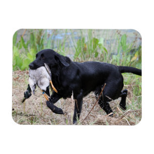 Black Labrador Retriever med anka magnet