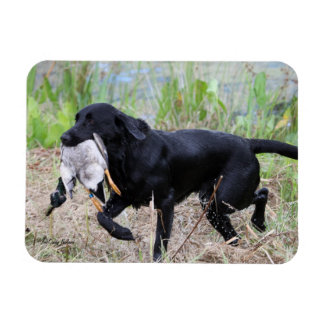 Black Labrador Retriever med anka magnet