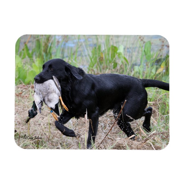 Black Labrador Retriever med anka magnet (Horisontell)