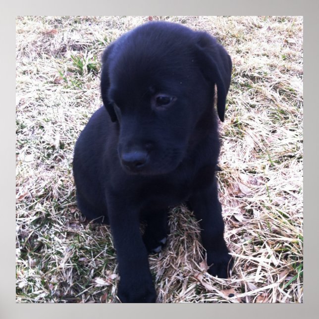 Black Labrador Retriever Poster (Framsidan)