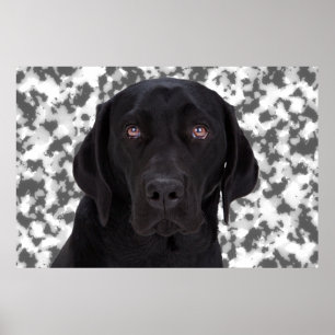 Black Labrador Retriever Poster